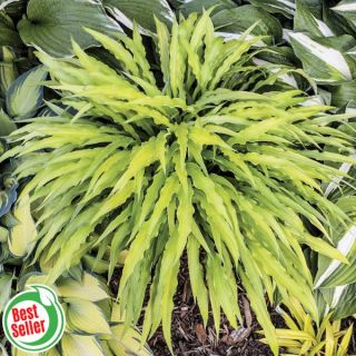 Curly Fries Hosta Thumbnail